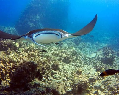 Kona Morning Dive with Valet Service & 2 Tanks