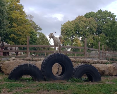 Farm Animal Petting & Feeding in Wyckoff NJ