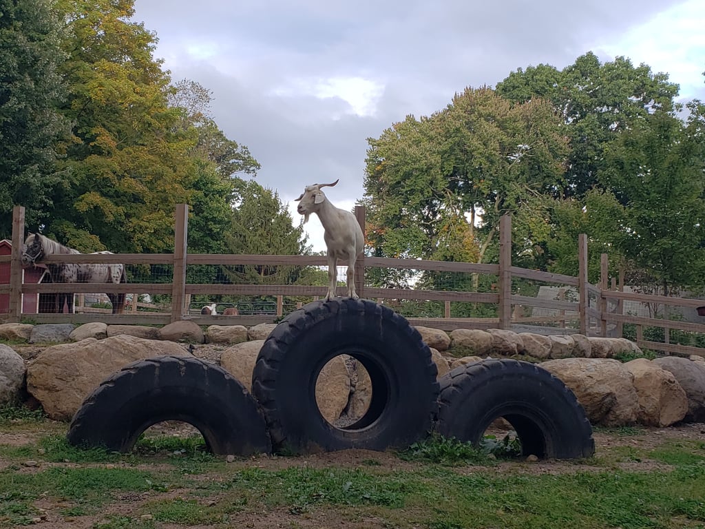 Farm Animal Petting & Feeding in Wyckoff NJ
