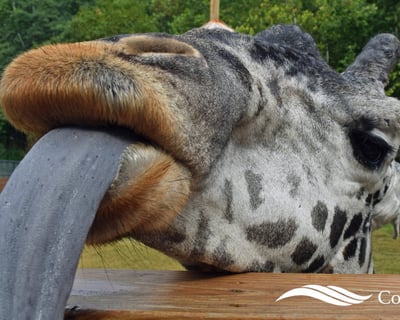 Masai Giraffe Feeding in Schnecksville