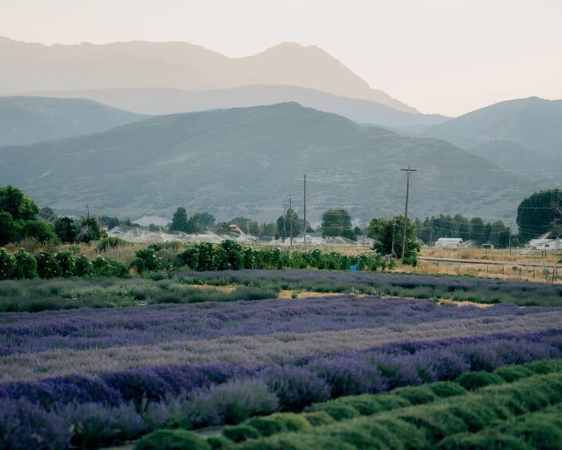 Lavender Farm Tour & Keepsake Workshop in Heber City