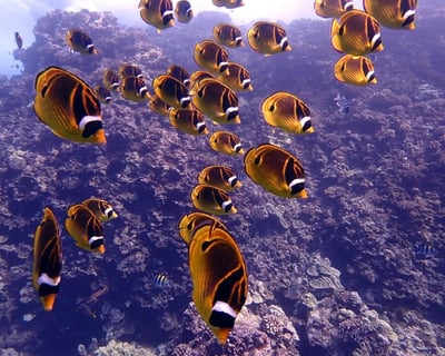 Lanai Cathedrals Scuba Diving Charter