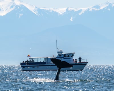 Orcas Island 3–5 Hour Orca Whale Watching Cruise