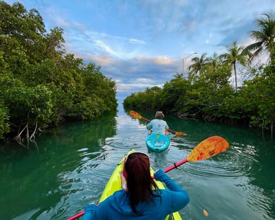 Kayak Through Mangroves & Spot Marine Life