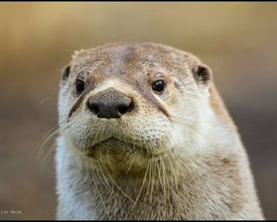 Private Otter Encounter in Schnecksville