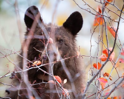 Sunset Wildlife Safari In Grand Teton National Park