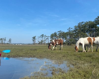 Guided Wild Pony Kayak Tour in Assateague