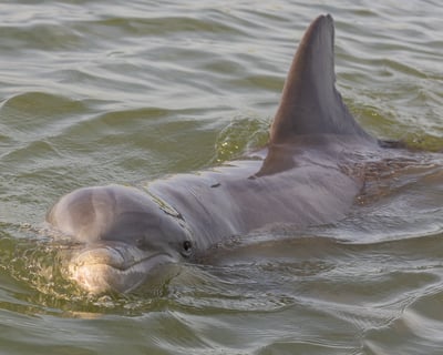 Hilton Head Dolphin Watching Private Charter