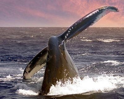 Whale Tail and Sunset Sail