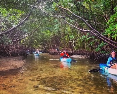 Kayak Mangrove Tunnels & Mudflats Tour in Naples
