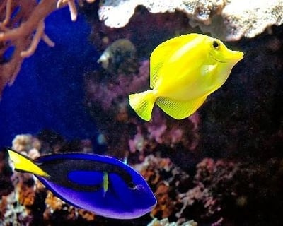 South Maui Kayak and Turtle Reef Discovery