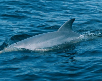 2-Hour Morning Dolphin Watch Cruise in Manteo