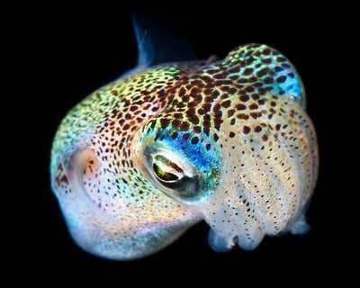 Night Dive Over 4,000ft Depths in Kona