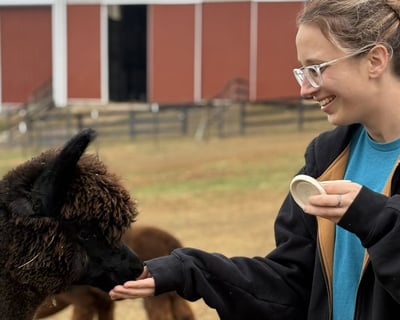 Alpaca Feeding Tour in Finksburg