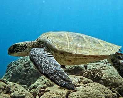West Side Oahu Beginner 2-Tank Scuba Charter