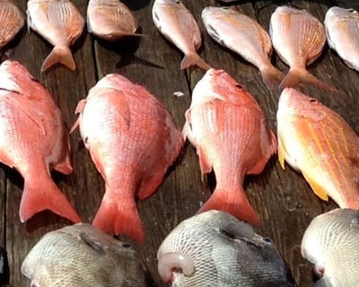Panama City Beach Bottom Fishing Charter