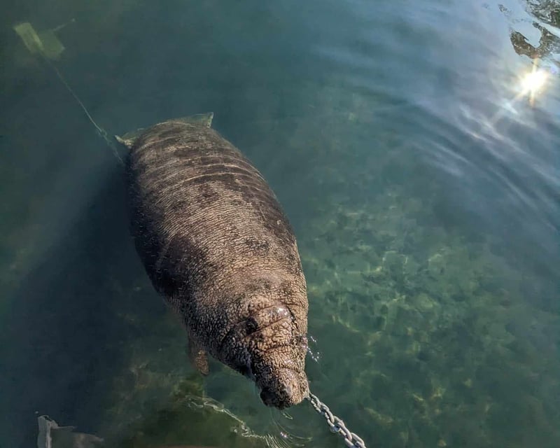 Homosassa River Pontoon Tour to the Gulf of Mexico