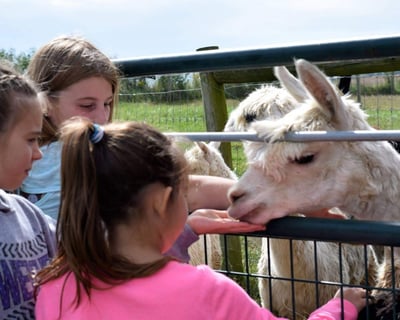 Alpaca Greet & Feed Experience in Flora