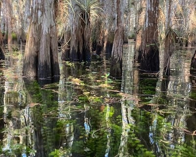 Guided Everglades Wet Walk Adventure & Boat Rides