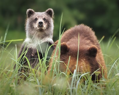 Pack Creek Brown Bear Viewing Tour From Juneau