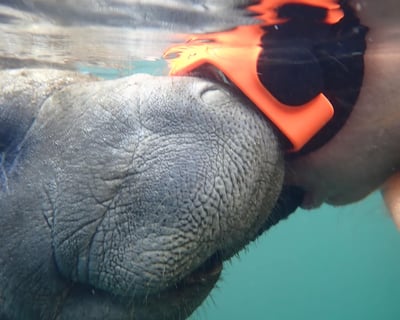 Swim With Manatees 3-Hour Tour in Homosassa