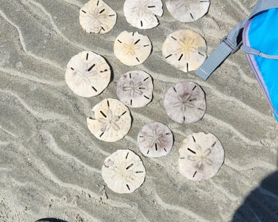 3 Island Tour: Sand Dollars, Wild Horses & Lighthouse