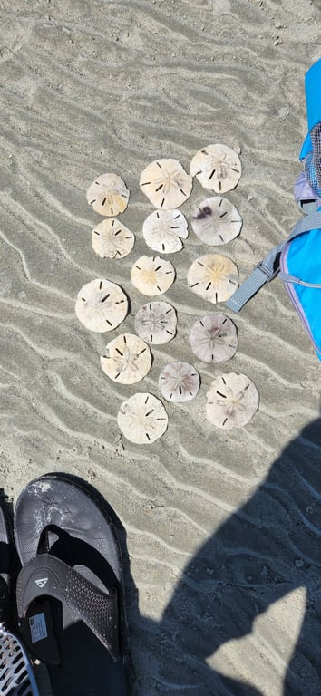 3 Island Tour: Sand Dollars, Wild Horses & Lighthouse