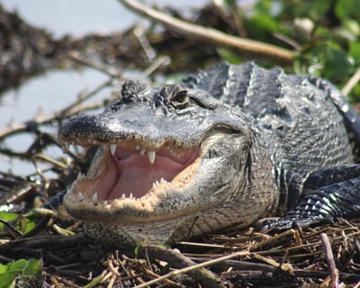 Explore the Everglades on a Naturalist-Guided Day Safari