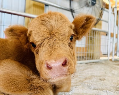Baby Highland Calf Feeding Experience in Sweetwater