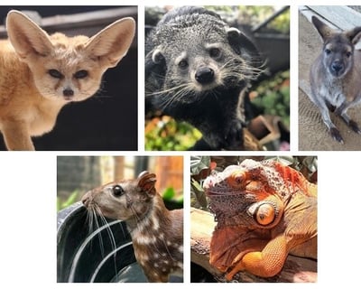 4-Animal Interaction Experience in Bonsall