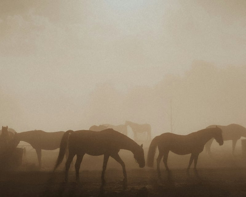 Morning Coffee & Horseback Trail Ride in Sayreville, NJ