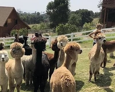 Alpaca Farm Tour in Carpinteria