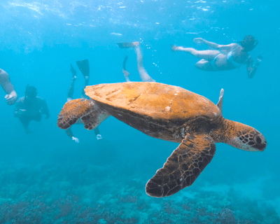 Ko Olina Snorkel Cruise with Gear & Refreshments