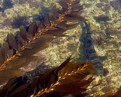 Paddle a Leopard Shark Tour in Rancho Palos Verdes