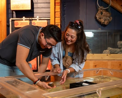 Explore the Explorashoreum Marine-Life Museum in Islamorada