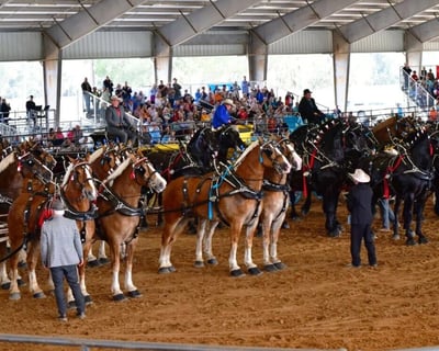 Ocala Draft Horse Show Admission