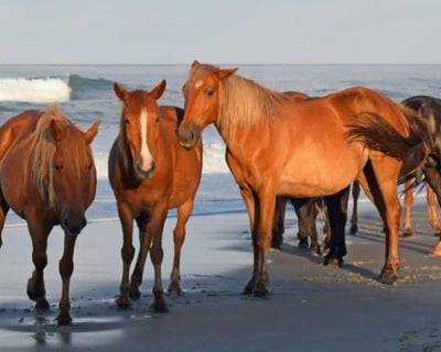 Corolla Beach Horse Tour
