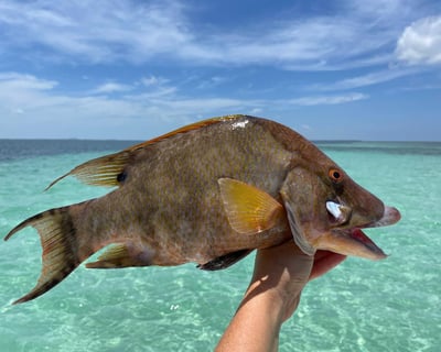 Spearfishing Charter With Instruction