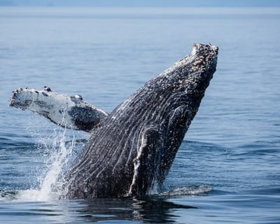 Ketchikan Wildlife Cruise