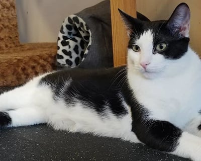 Enjoy Coffee & Cats in San Diego During Comic-Con