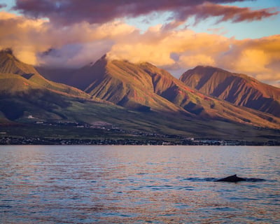 Sunrise Coffee Sail in Ka'anapali