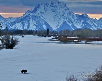 Sunset Wildlife Safari in Jackson Hole