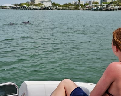 3-Hour Dolphin Cruise in Orange Beach