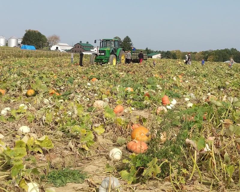 Fall Corn Maze & Pumpkin Patch Hayride in Poland, OH