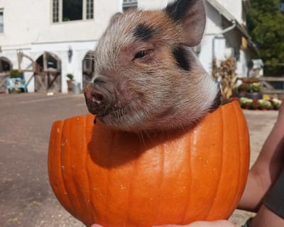 Fall Farm Festival Craft Workshop in Dresher