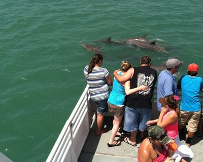 Port Aransas Dolphin Watch & Shrimp Trawl Cruise