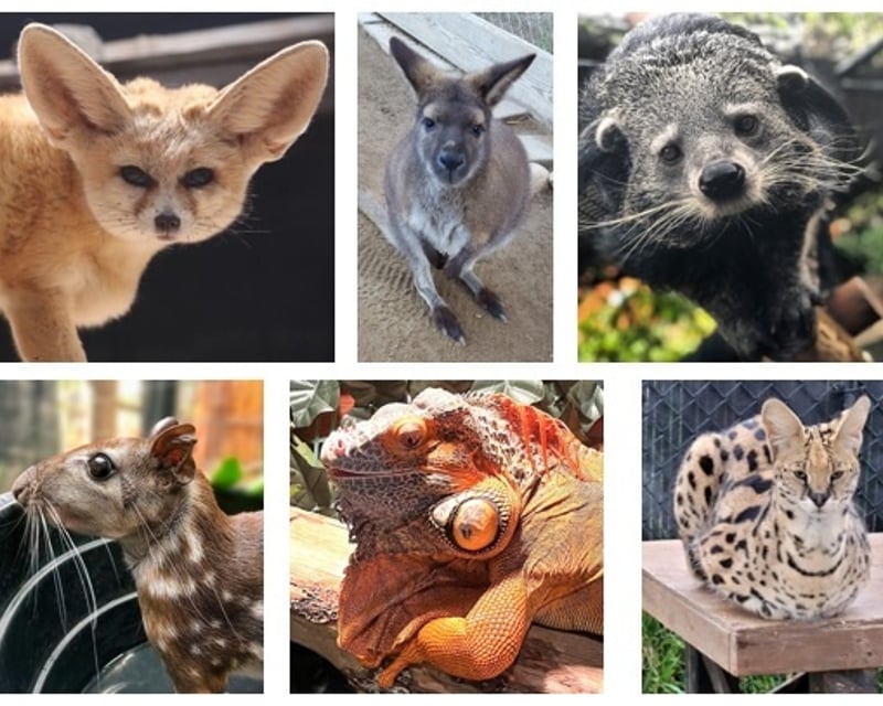 Five Animal Encounters in Bonsall