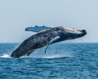 Private Whale Watch in Harwich