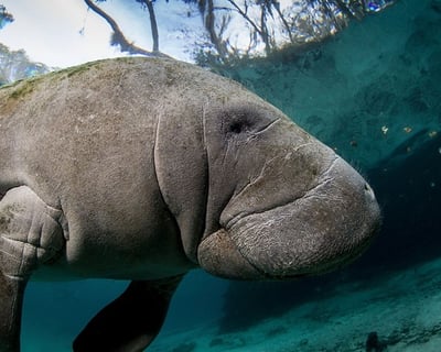 Private Manatee Tour in Crystal River