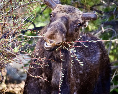 Spot Moose & Wildlife in Rocky Mountain National Park